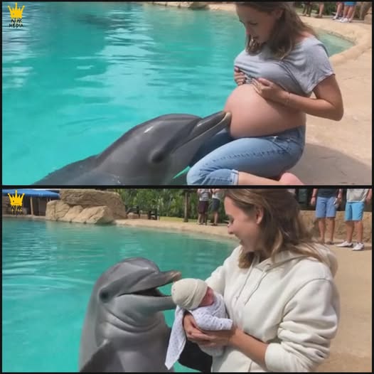 Ein Delfin hörte im Urlaub nicht auf, ihren Bauch zu „überprüfen“ – und ein Arzt