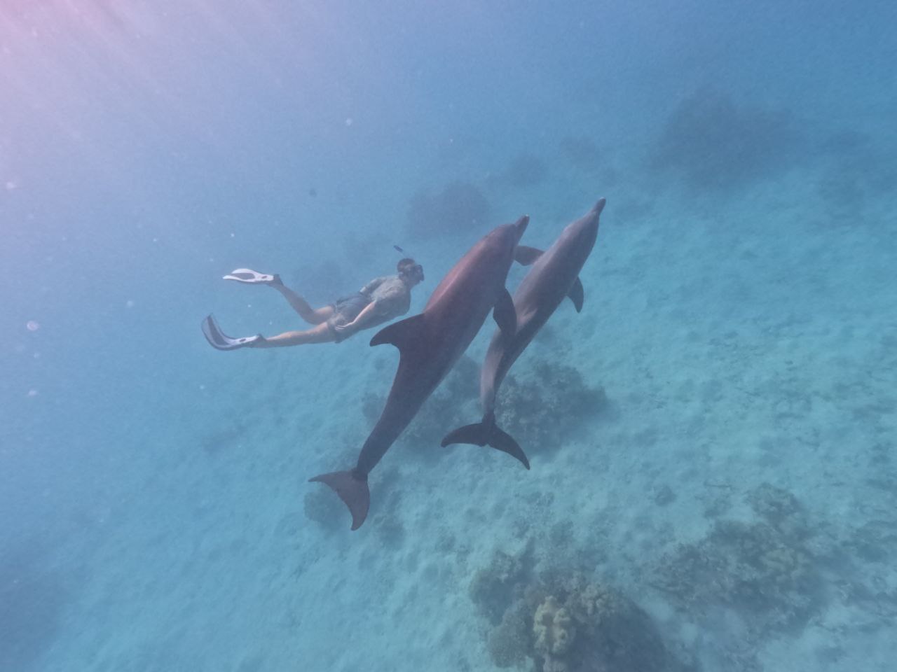WIR VERSCHENKEN EINEN PLATZ AUF UNSERER DELFIN-REISE! 🌊
