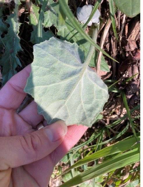 Wildkräuter hautnah 2026 – Einstieg jetzt!