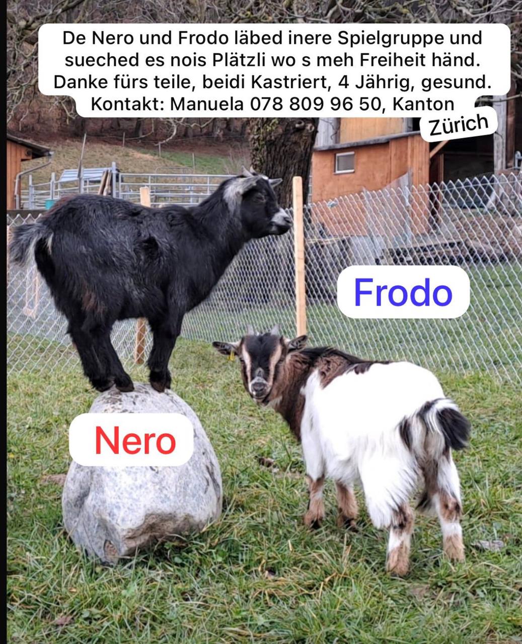 nun helfe ich Frodo & Nero ein Zuhause zu finden, bitte teilen- dankeschön 🙏