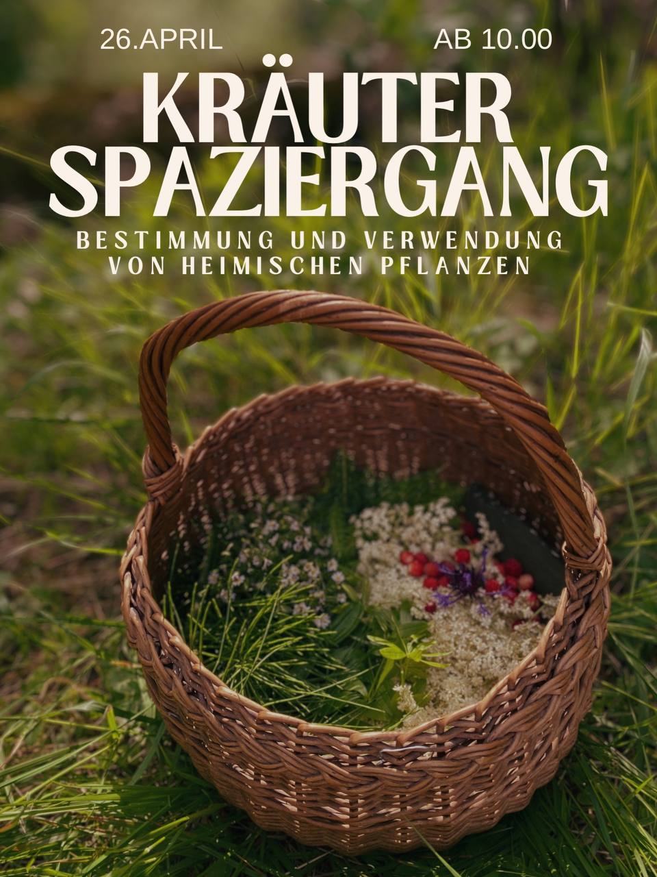 Kräuterspaziergang um über essbare Wildkräuter und Heilpflanzen zu erfahren 🌿