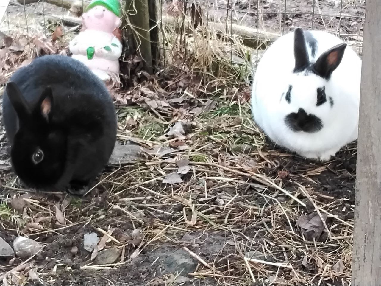 Zwei 3 jährige weibliche Zwerghasen gratis zu vergeben.